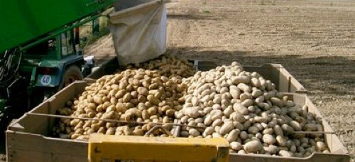 raccolta patate big