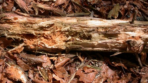 legno lignina